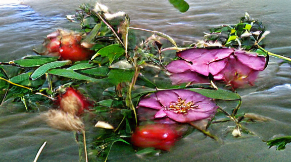 1 wild roses near the river.png