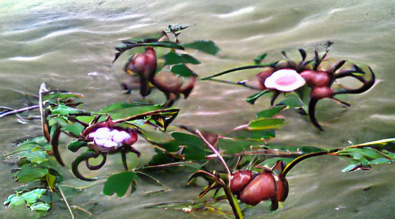 3 wild roses near the river-80 giger-20.png